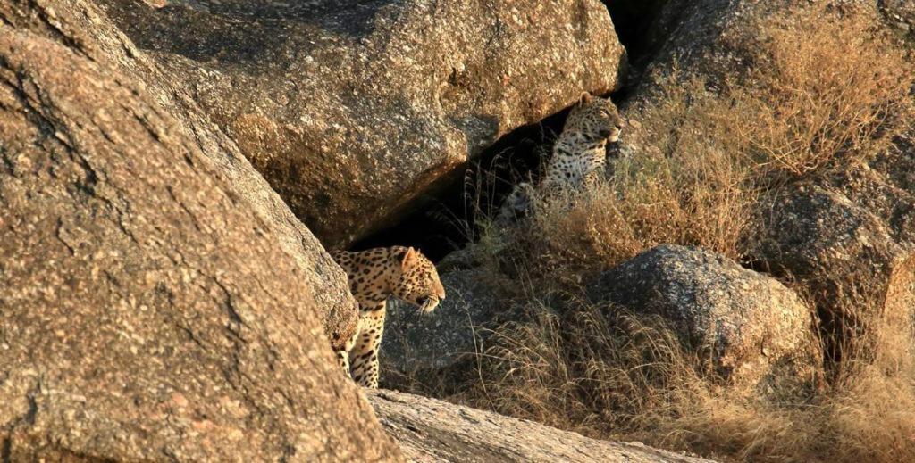 Pride Resort & Convention Center Ranakpur Near Ranakpur Dam Sādri エクステリア 写真