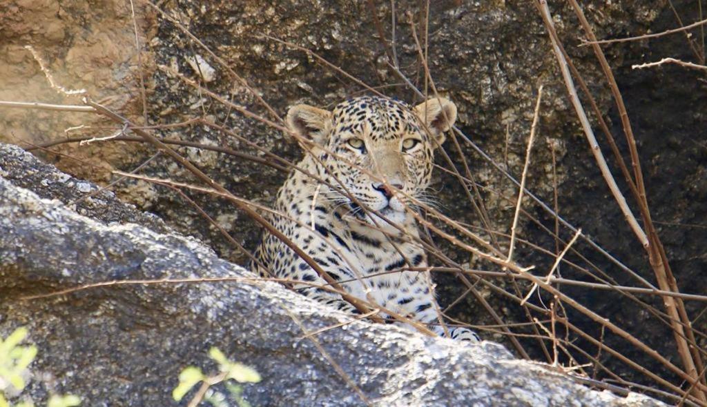 Pride Resort & Convention Center Ranakpur Near Ranakpur Dam Sādri エクステリア 写真